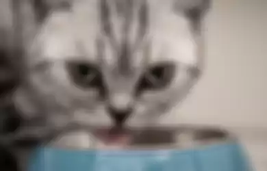 Berilah kucing makan sesuai dengan kebutuhannya