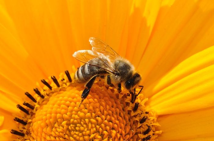 Karena Warnanya Kuning dan Hitam, Banyak Serangga Salah Dikira Lebah Bobo