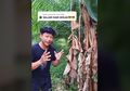 Viral Slogan 'Salam dari Binjai' di Media Sosial, ini Artinya!