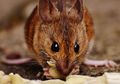 Cara Mudah Mengusir Tikus secara Alami, Cukup Gunakan Bahan-bahan Ini, Tikus Dijamin Pergi Jauh dan Tak Kembali ke Rumah