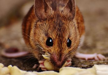 Cara Mudah Mengusir Tikus secara Alami, Cukup Gunakan Bahan-bahan Ini, Tikus Dijamin Pergi Jauh dan Tak Kembali ke Rumah