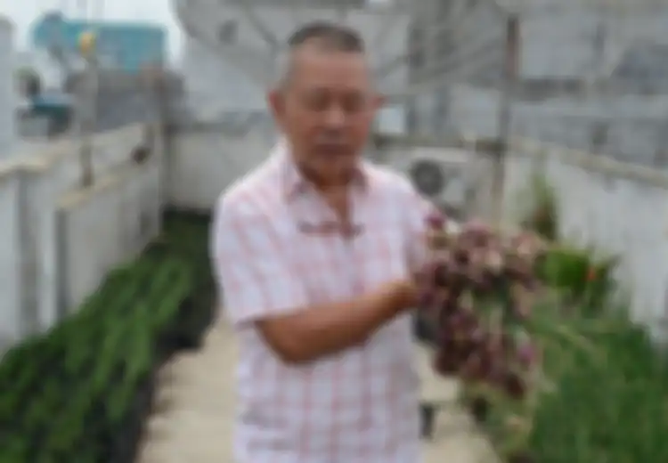 Mak Pak Kim, Pria Asal Medan yang 'Berkebun' di Ruko Lantai 5, Dari Bawang Hingga Kacang Tanah, Kreatif!