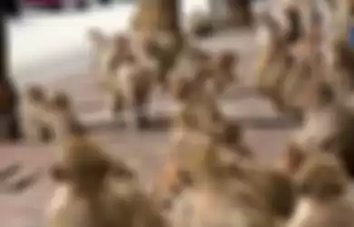 Monyet-monyet di kota Lopburi, Thailand menguasai kota.