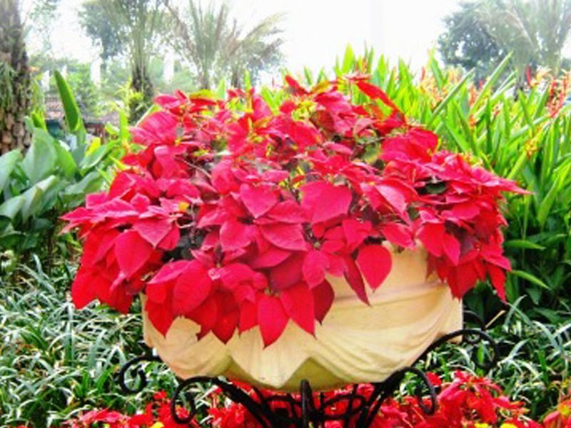 View Tanaman Hias Daun Kecil Merah Background