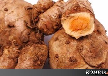 Lebih Ampuh Dari Obat! Ternyata Air Rebusan Temulawak Bisa Sembuhkan Penyakit yang Sering Berujung pada Kematian Ini!
