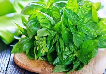 Bukan Cuma Jadi Lalapan, Siapa Sangka Rutin Minum Air Rebusan Kemangi Bisa Redakan 4 Penyakit Akut ini