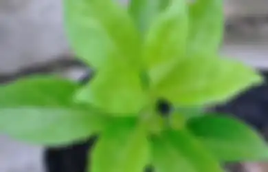 Ternyata Daun Dewa Bisa Mengobati Sinusitis, Apa Manfaat Lain Daun 'Sambung Nyawa'?