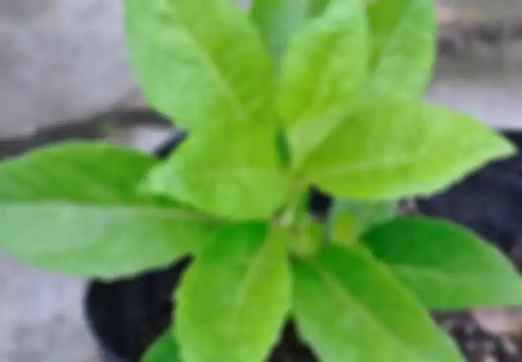 Ternyata Daun Dewa Bisa Mengobati Sinusitis, Apa Manfaat Lain Daun 'Sambung Nyawa'?