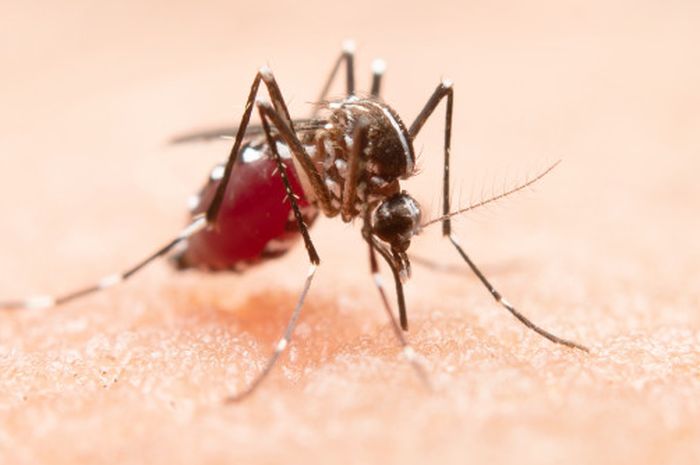 Mencegah gigitan nyamuk dengan bahan alami.