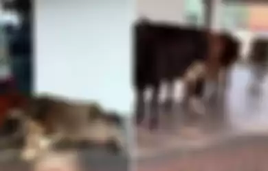 Sapi-sapi tertangkap kamera sedang mengantre di depan Bank Islam Malaysia.