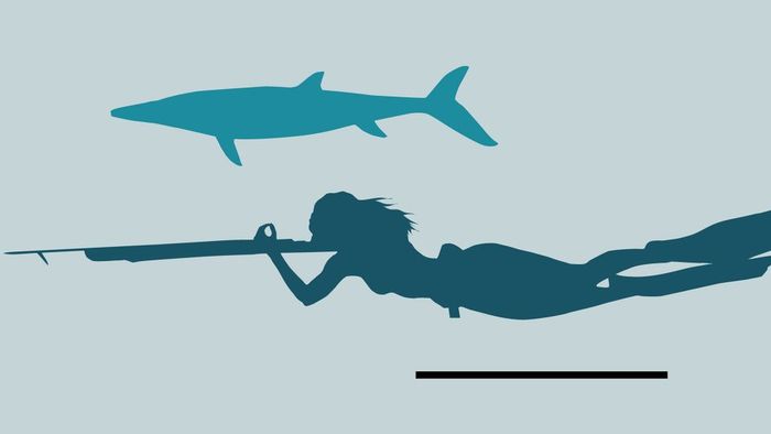 Ukuran X. calminechari