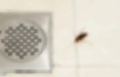 Tak Perlu Kesulitan Lagi, Mau Apapun Serangga dan Hewannya, Cukup Lakukan Trik-trik Sederhana dengan Bahan Dapur Murah Ini Saja untuk Usir Hama Masuk Rumah