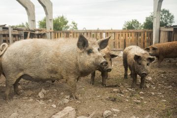 Ratusan babi di Bali positif mati karena African Swine Fever (ASF) atau Demam Babi Afrika.