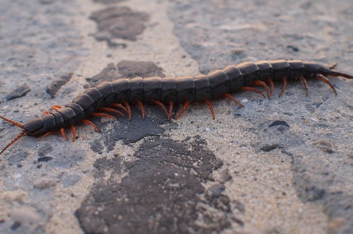 Jangan Buru Buru Bunuh Kelabang Yang Ada Di Rumah Tenyata Ada Manfaatnya Lho Semua Halaman Hai