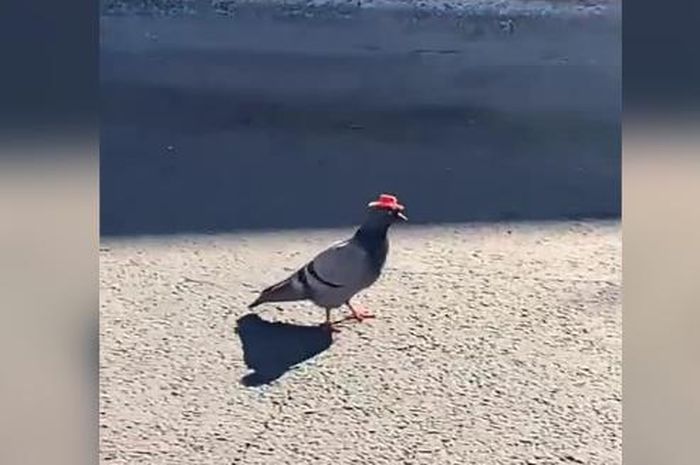 Aneh Deh Sejumlah Burung Merpati Pake Topi Koboi Muncul Di Las
