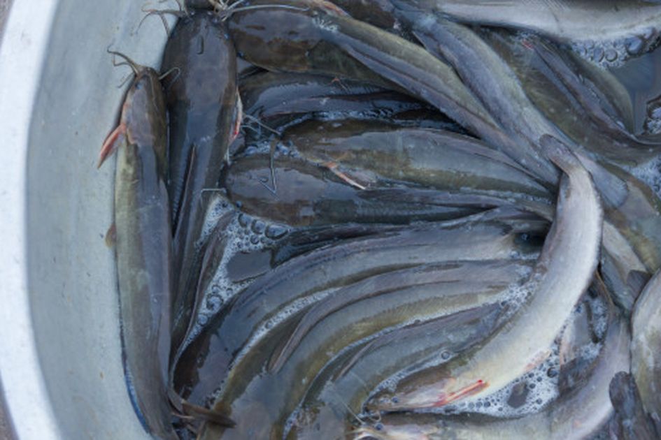 Berita Ikan Lele Terbaru Hari Ini - Grid.id