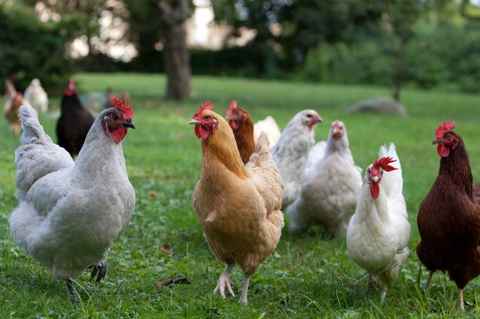 Maraknya Pencurian <a href='https://pontianak.tribunnews.com/tag/ayam' title='Ayam'>Ayam</a> di Tengah Pandemi <a href='https://pontianak.tribunnews.com/tag/virus-corona' title='Virus Corona'>Virus Corona</a>