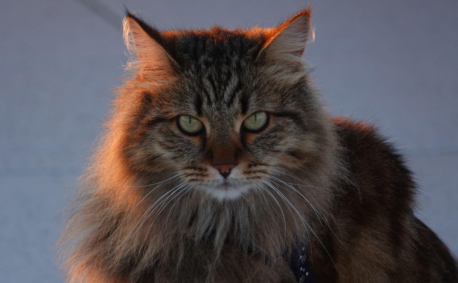 Enggak Cuma Persia Ini 5 Jenis Kucing Berbulu Lebat Dan Panjang Lainnya Cocok Dijadikan Peliharaan Semua Halaman Kids