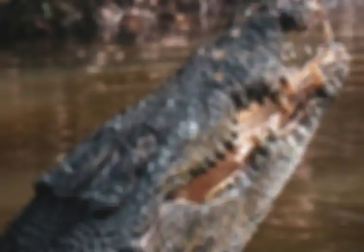 Gemparkan Jagat Ilmiah, Telah Ditemukan Spesies Buaya Pemakan Dinosaurus yang Usianya Capai 95 Juta Tahun