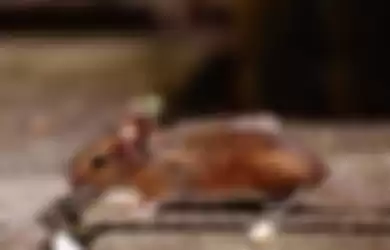 Cara usir tikus dengan baking soda