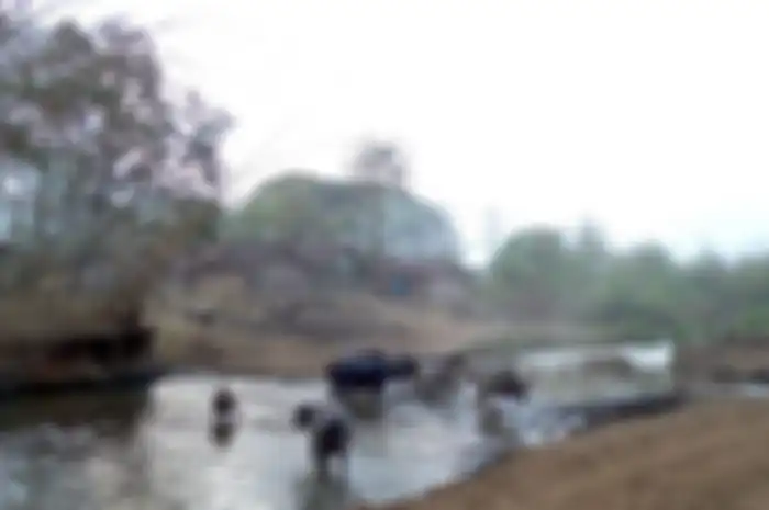 Warga di Dusun Bulakpepe, Ngawi, ini memiliki peliharaan kerbau yang jumlahnya hingga ratusan ekor. Mereka menjadikannya sebagai investasi ekonomi.