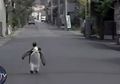 Lala, Penguin Peliharaan di Jepang yang Suka Jalan-jalan dan Beli Ikan di Toko