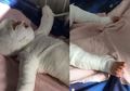 Bayi Ini Tercebur ke Air Panas Hingga Kulit di Hampir Sekujur Tubuhnya Mengelupas, Begini Kronologinya