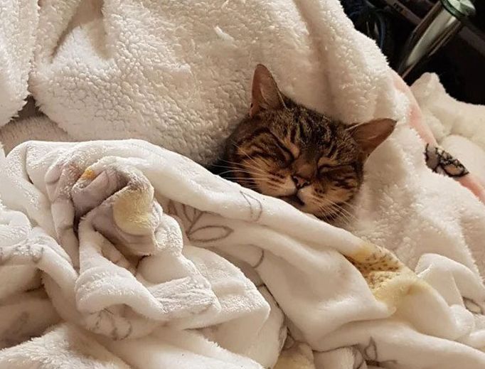 Tidur Nyenyak di Balik Selimut, Potret 10 Kucing Ini Bikin yang Lihat Auto  Gemas, Mana Favoritmu? - Semua Halaman - Kids