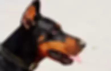 Ilustrasi anjing menjulurkan lidah