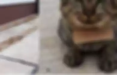Kucing abu-abu yang viral karena bawa tagihan utang 