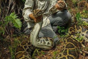 76+ Gambar Babi Hutan Mati Paling Bagus 76+ Gambar Babi Hutan Mati Paling Bagus