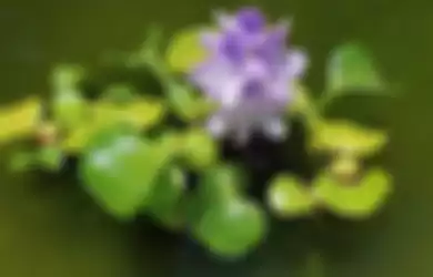 Eceng gondok adalah contoh tanaman hidrofit. 