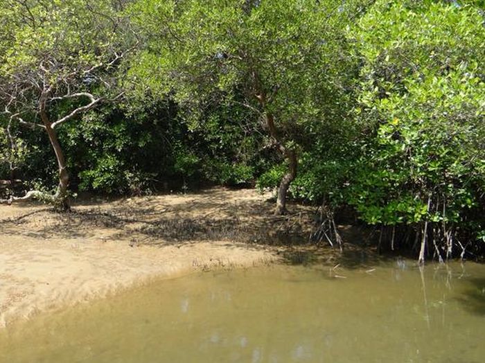 Manfaat Penting Keberadaan Hutan Bakau Untuk Ekosistem Flora Dan Fauna Di Pesisir Pantai Semua Halaman Kids