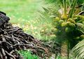 Monolaurin pada Kelapa Dapat Hancurkan Virus yang Dilapisi Lipid, Seperti Virus Influenza