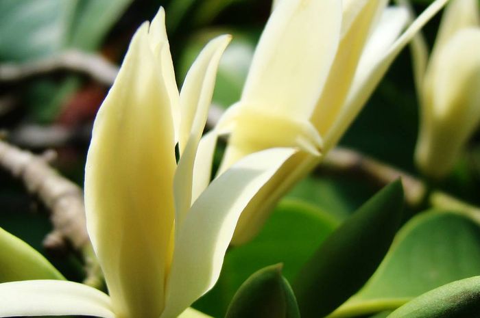 Biasa Dipakai Sesajen Ternyata Bunga Kantil Punya Manfaat