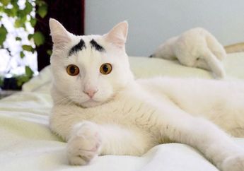 Alami Demam Tinggi dan Jari Manisnya Terancam Diamputasi, Balita di Sragen yang Digigit Kutu Kucing Akhirnya Meninggal. Begini Cerita Ibunya