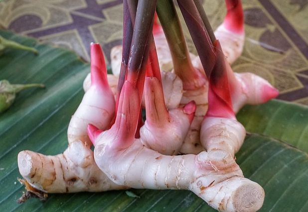 Mengenal Rhizoma Alat Perkembangbiakan Vegetatif Alami Ciri Ciri Dan Contohnya Semua Halaman Kids