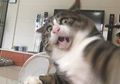 Ini Dia Asal Usul Kucing Mendapat Julukan Hewan dengan Sembilan Nyawa