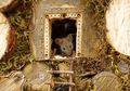 Nemu Sekeluarga Tikus, Fotografer Ini Buatin Mereka Miniatur Desa