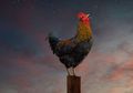 Tiba-tiba Dengar Ayam Berkokok di Malam Hari, Pria Ini Alami Hal tak Terduga Ini Keesokan Harinya, Bukan sekadar Mitos ternyata Ada Penjelasan Ilmiah Dibaliknya