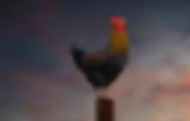 Inilah penjelasan ilmiah Ayam berkokok di tengah malam.