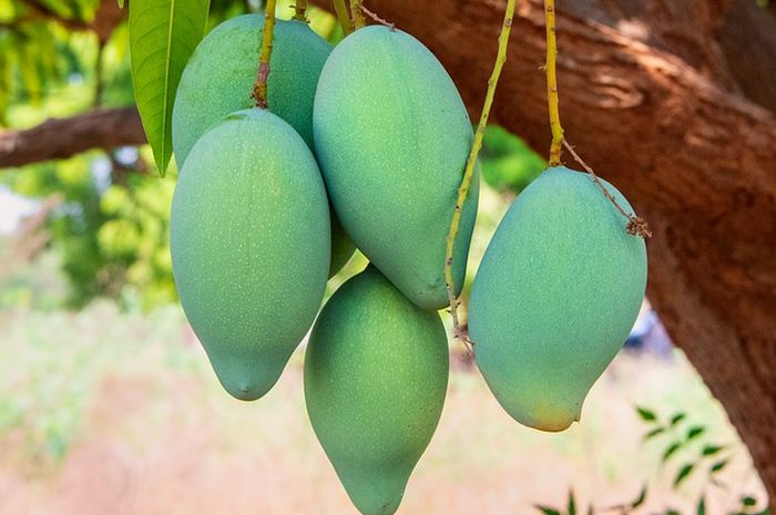 Jangan langsung dibuang, ternyata kulit mangga bisa diandalkan untuk pupuk tanaman.