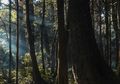 Nasib Pilu Para TKI yang Nekat Pulang Jalan Kaki dari Malaysia, 3 Orang Hilang setelah Lewati Hutan Belantara