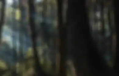 Nasib Pilu Para TKI yang Nekat Pulang Jalan Kaki dari Malaysia, 3 Orang Hilang setelah Lewati Hutan Belantara