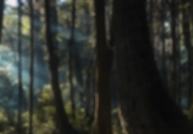 Maksud Hati Mengadu Nasib 6 TKI Tersesat Nekat Jalan Kaki Pulang ke Indonesia dengan Menembus Hutan Belantara, Berhasilkah Mereka?
