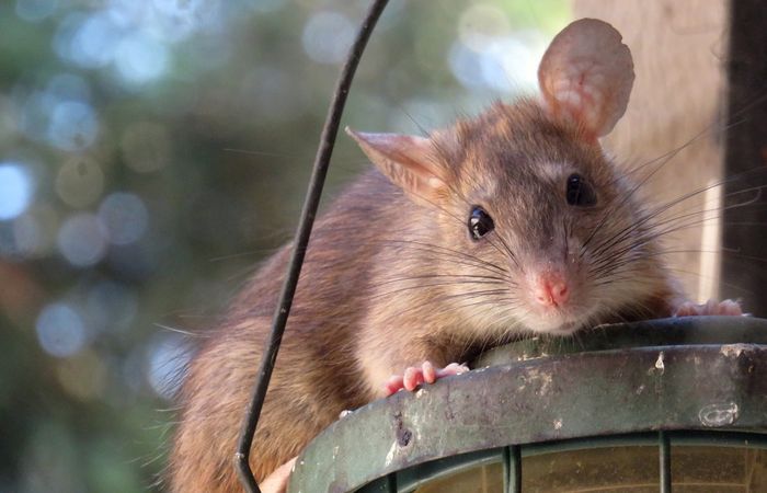 Ilustrasi tikus