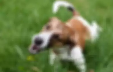 Ilustrasi anjing  memakan rumput