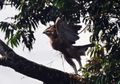Keberadaan Garuda Kembali Ditemukan, Si Kecil Sang Penguasa Langit Jawa Ini Sudah Mulai Kepakkan Sayapnya