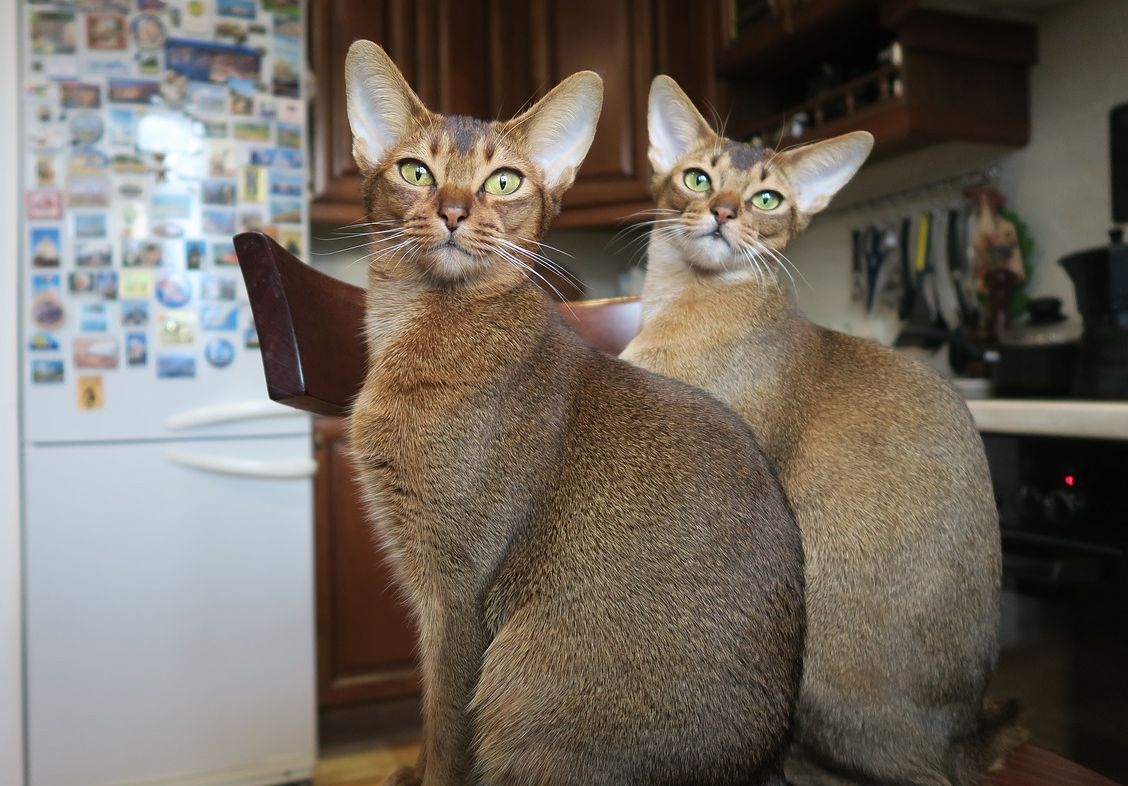 Super Cute Ini Dia Ras Kucing Paling Menggemaskan Di Dunia Semua Halaman Kids