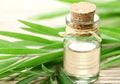 Bukan Diminum untuk Obat Covid, Ahli Tegaskan Minyak Kayu Putih Hanya Boleh Digunakan dengan Cara Ini, Hati-hati Bisa Luka Lambung